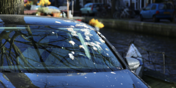 A quick guide to getting bird mess off your car